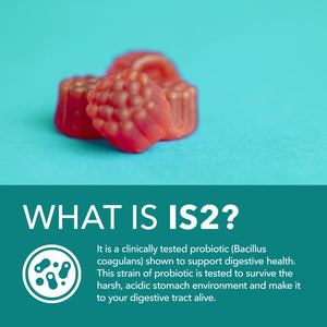 Probiotic Gummies, Berry, 60ct - Havasu Nutrition