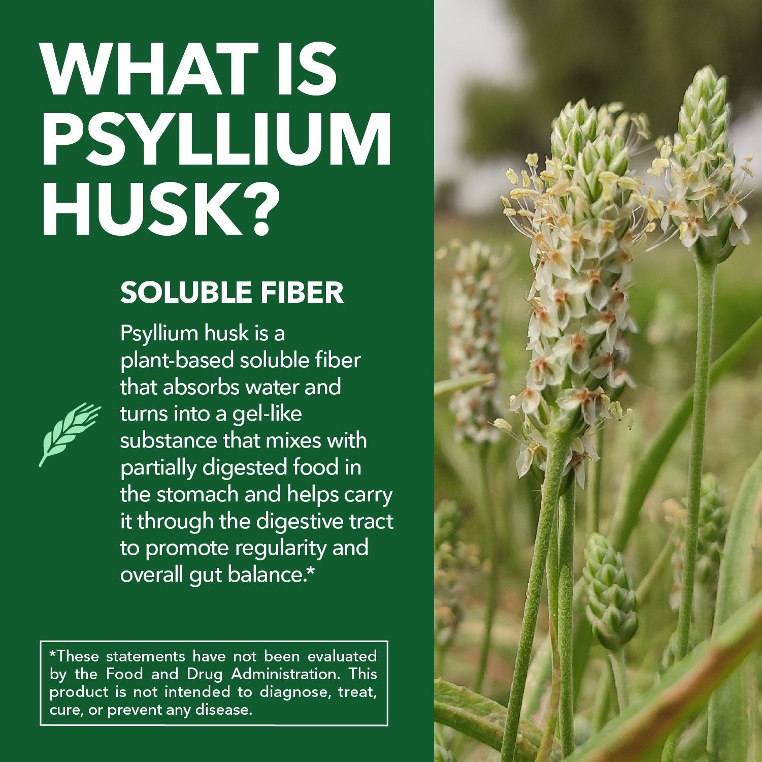 Psyllium Husk Capsules, 270ct - Havasu Nutrition